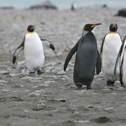 Extremely rare black pigmented King Penguin with friends