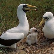 Masked Booby adults with chick, NSW, Australia
