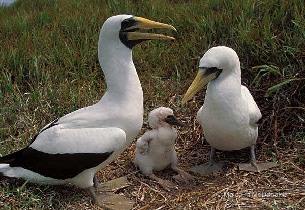 Masked Booby adults with chick, NSW, Australia