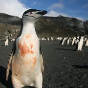 Krill-stained Chinstrap Penguin returning to sea after feeding its chick, Deception Island