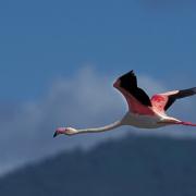 Greater Flamingo in flight, Lake Nakuru NP, Kenya