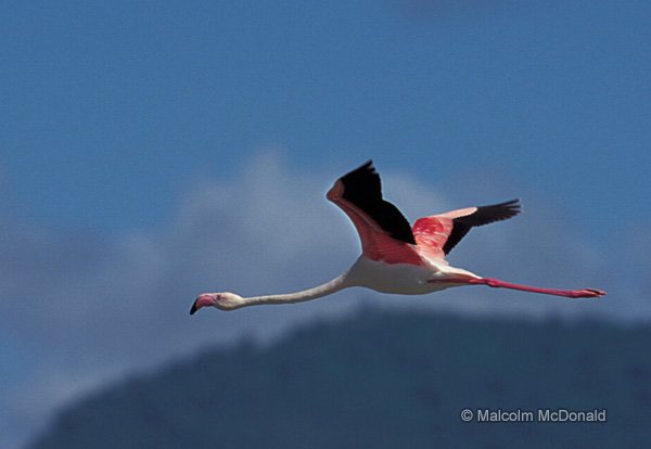 Greater Flamingo in flight, Lake Nakuru NP, Kenya