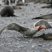 Blood-stained Petrel dining on a fur seal carcass, Sth Georgia