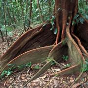 Spreading roots support giant trees in soft soil, Daintree NP, Queensland