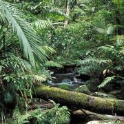 A pristine stream flows among ancient ferns, Daintree NP, Queensland