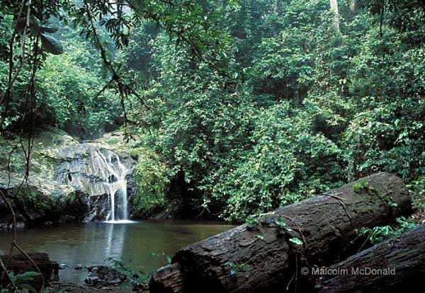 Mountain stream flows into lake, Danum Valley, Sabah, Borneo