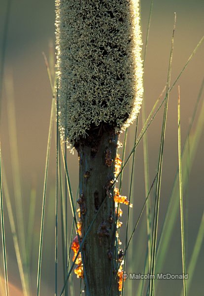 Fresh sap is released from the flower of a Grass Tree, Mt Seaview, NSW