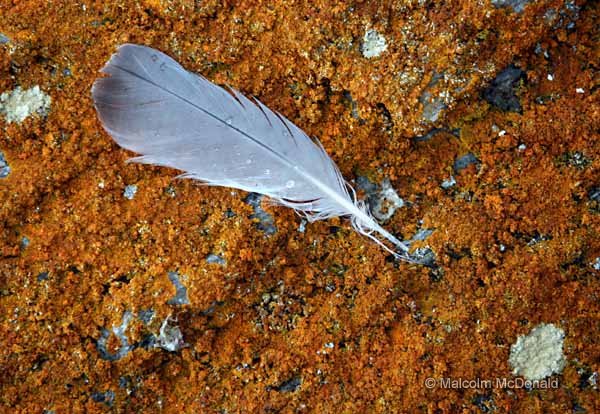 A Petrel feather rests on lichen, South Orkney Islands, Antarctica