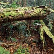 Ancient log-fall with moss, New England NP, NSW, Australia