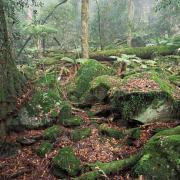 Discarded leaves on rainforest floor, New England NP, NSW, Australia