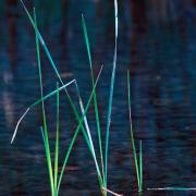 Reeds grow tall in a shallow stream, Carnarvon NP, Queensland