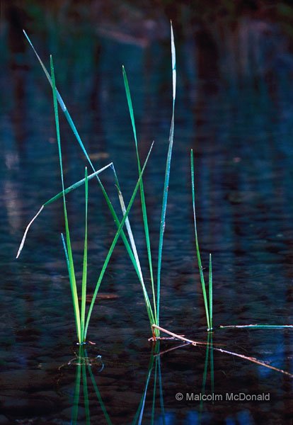 Reeds grow tall in a shallow stream, Carnarvon NP, Queensland