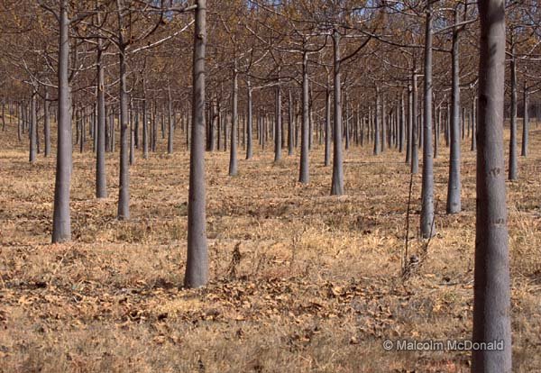Deciduous plantation trees, Northern NSW, Australia