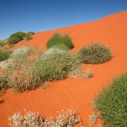 Abundant plant-life emerges after rainfall, Simpson Desert, Australia