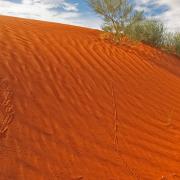 Many night time activities are revealed in daylight, Simpson Desert, Australia