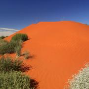 Garden-like native plants contrast with the hot sands, Simpson Desert, Australia