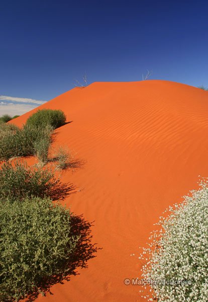 Garden-like native plants contrast with the hot sands, Simpson Desert, Australia