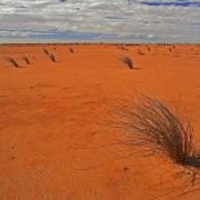 Hard packed and dry after years without rain, but these grasses survive, Lake Caroline, NT, Australia