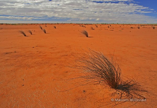 Hard packed and dry after years without rain, but these grasses survive, Lake Caroline, NT, Australia