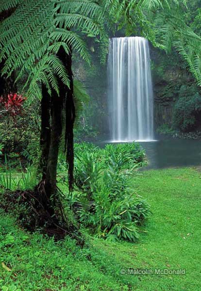 Milaa Milaa Falls - Atherton Tableland, Queensland