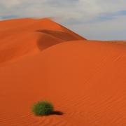 Windswept dunes can still support life, Simpson Desert, Australia
