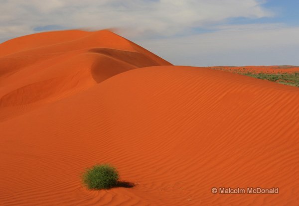 Windswept dunes can still support life, Simpson Desert, Australia
