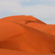 Shifting sands will bury some plants over time, Simpson Desert, Australia