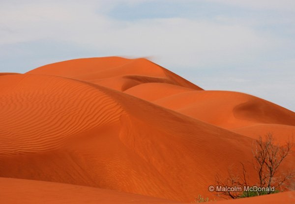 Shifting sands will bury some plants over time, Simpson Desert, Australia