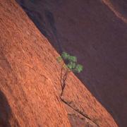Eucalypts manage to grow in most unlikely places, Uluru N.P.