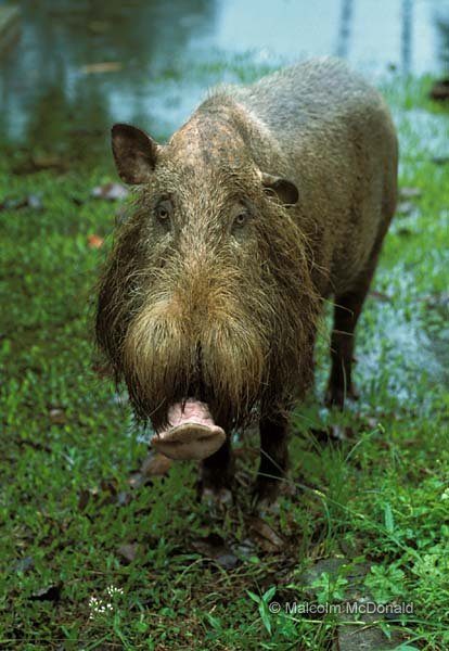 Bearded Pig foraging, Bako NP, Sarawak, Borneo