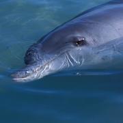 Bottlenose Dolphin surfacing, Monkey Mia, Western Australia