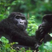 Upland Gorilla mother soothes her child, Bwindi, Uganda
