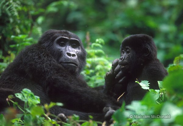 Upland Gorilla mother soothes her child, Bwindi, Uganda