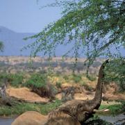 An Elephant enjoys food higher up, Samburu NR, Kenya