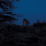 Leopard hunting at dusk, Maasai Mara NR, Kenya 