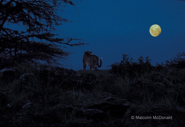 Leopard hunting at dusk, Maasai Mara NR, Kenya 