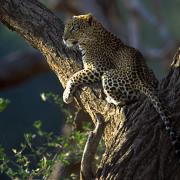Leopard watching prey, Buffalo Springs NR, Kenya