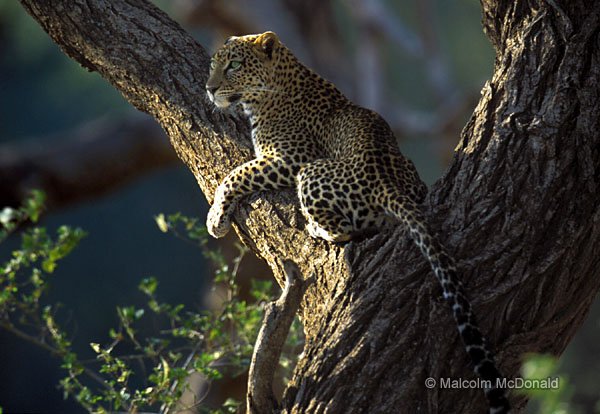 Leopard watching prey, Buffalo Springs NR, Kenya