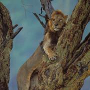 Lion seeks refuge in Acacia from angry buffalos, Lake Nakuru, Kenya