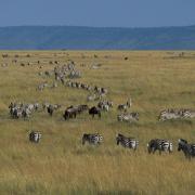 Zebras and Wildebeeste migrate south, Maasai Mara NR, Kenya