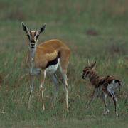 Newborn Thomson Gazelle, Ngorongoro Crater, Tanzania