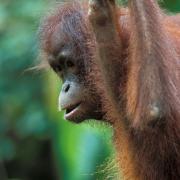 Young Orangutan, Sepilok, Sabah, Borneo