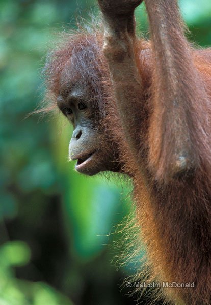 Young Orangutan, Sepilok, Sabah, Borneo