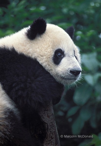 Immature Giant Panda climbing, Wolong, China