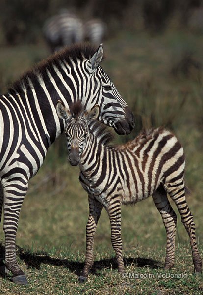 Burchells Zebra with foal, Ngorongoro Crater, Tanzania