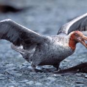 A Giant Petrel scavenges a meal from a fur seal carcass, South Georgia