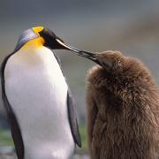 A King Penguins feeds its chick while their mate returns to the sea, South Georgia