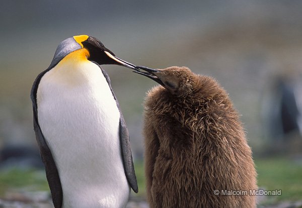 A King Penguins feeds its chick while their mate returns to the sea, South Georgia