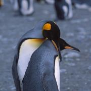 A tender courting process precedes mating by King Penguins, South Georgia.