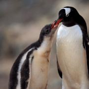 A Gentoo chick receives a meal from its parent, Cuverville Is, Antarctica
